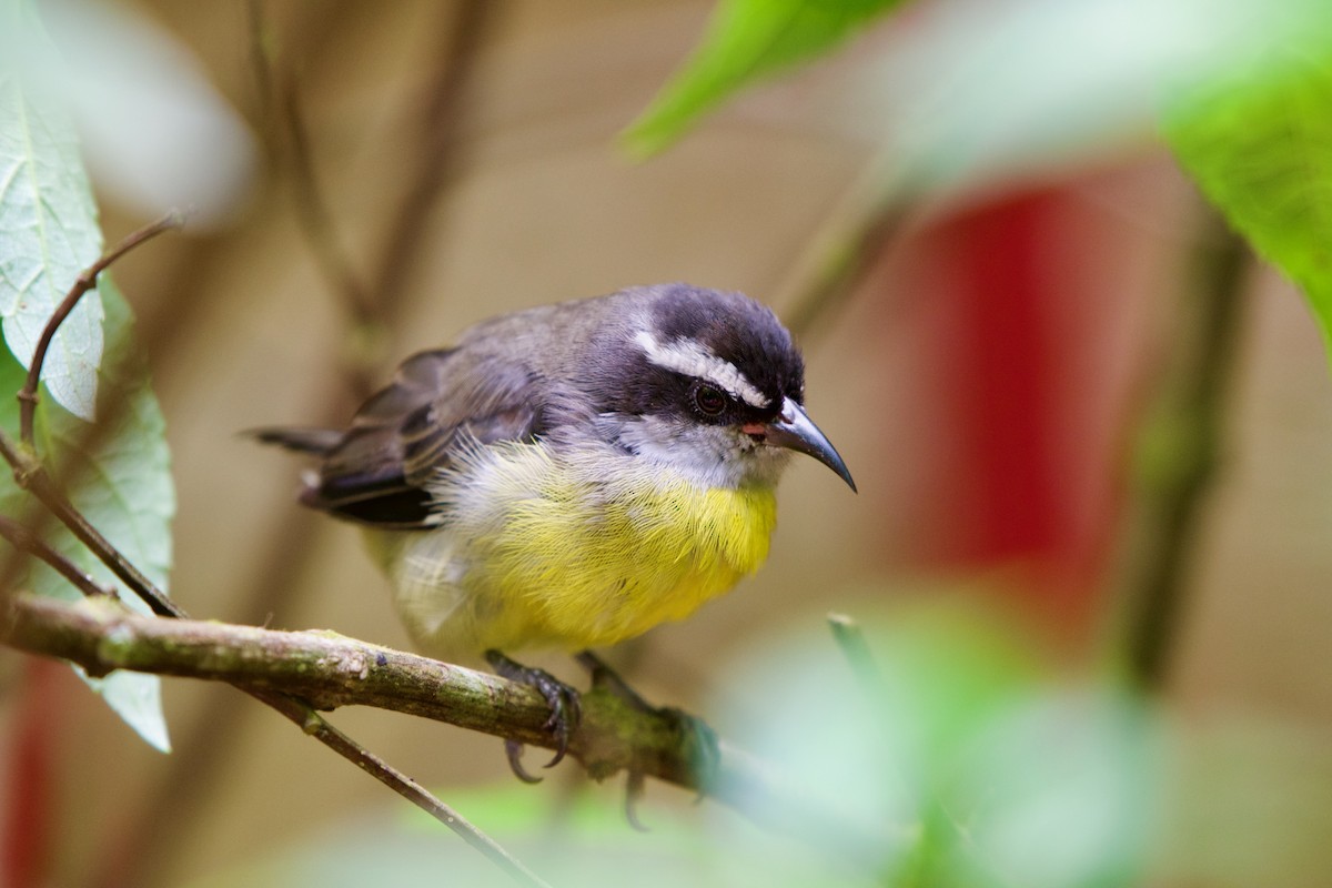 Bananaquit - ML619915159