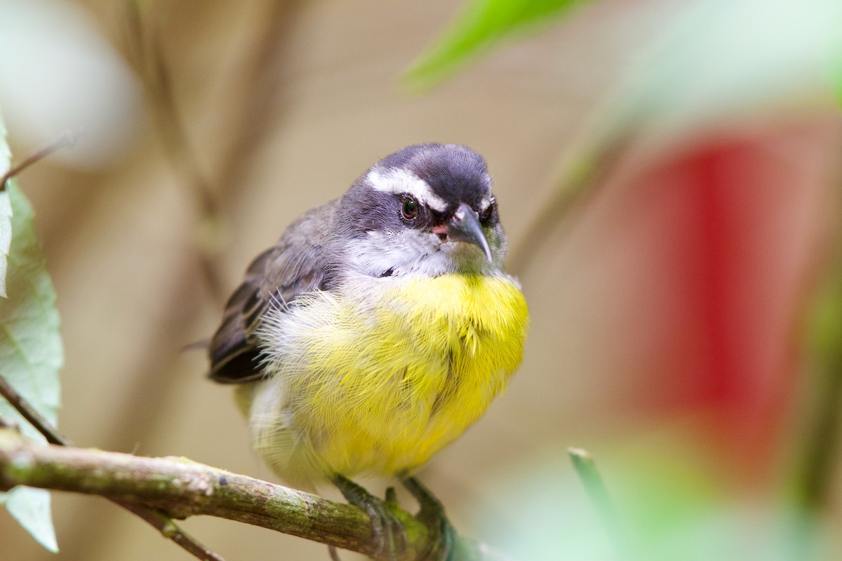 Bananaquit - ML619915160