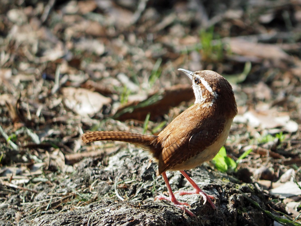 Carolina Wren - ML619915162