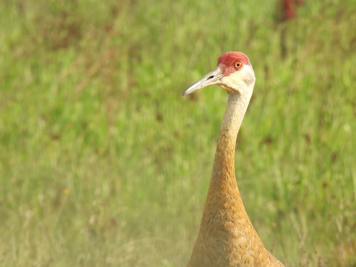 Sandhill Crane - ML619915177