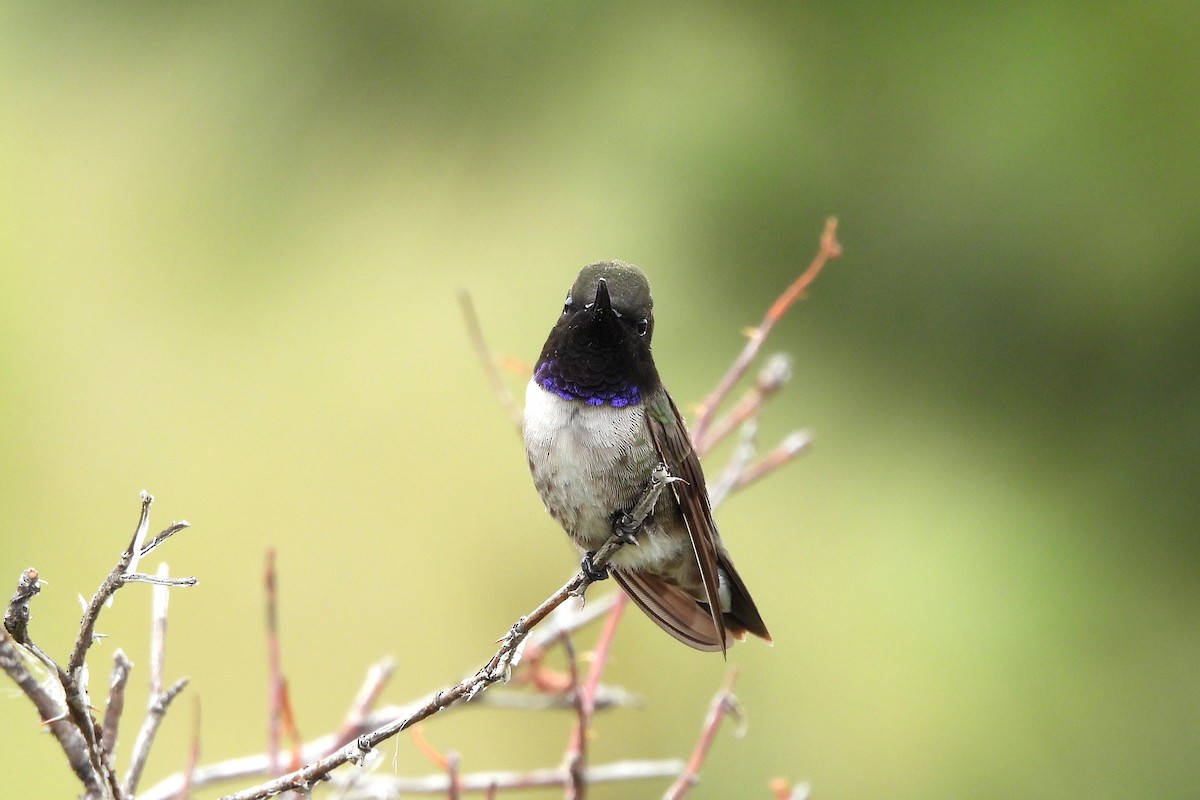 Black-chinned Hummingbird - ML619915178