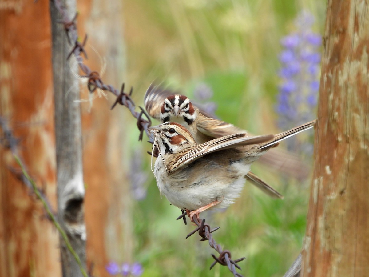 Lark Sparrow - ML619915209