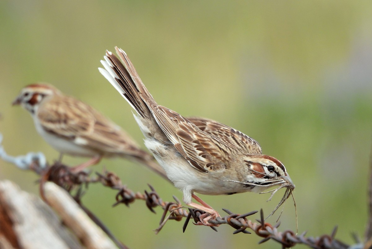 Lark Sparrow - ML619915210