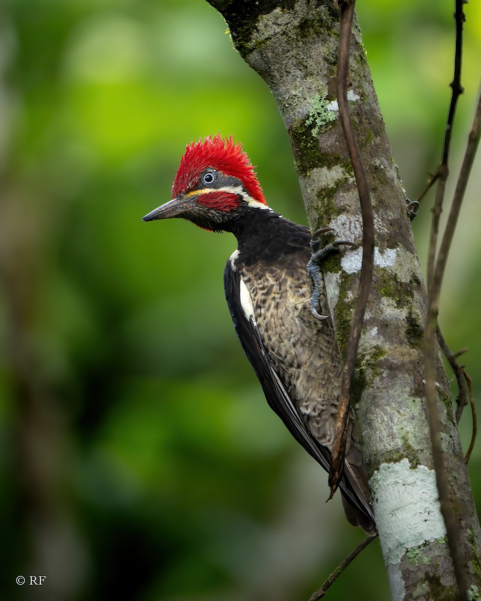 Lineated Woodpecker (Dusky-winged) - ML619915227