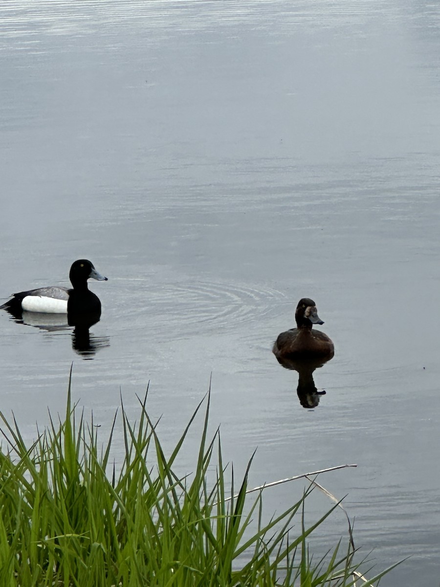 Greater Scaup - ML619915232