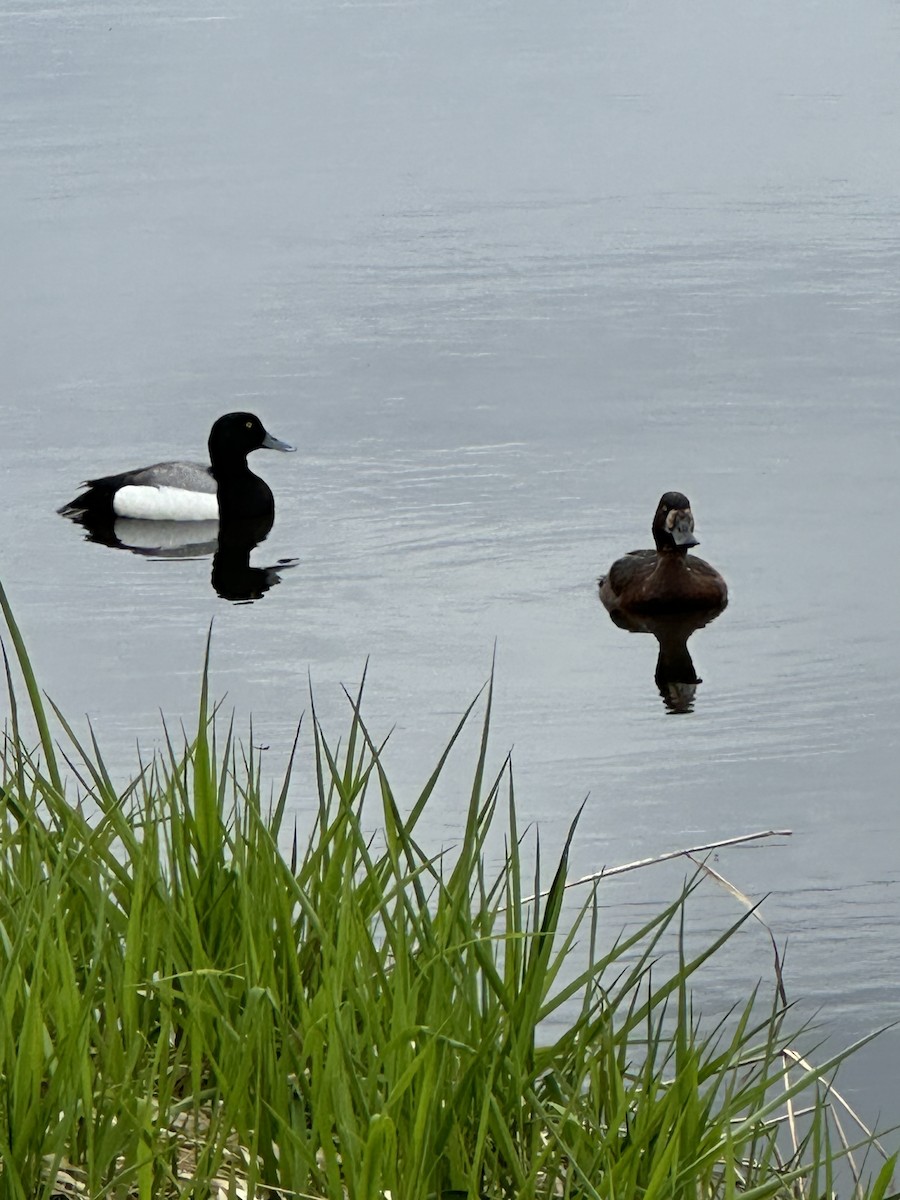 Greater Scaup - ML619915233