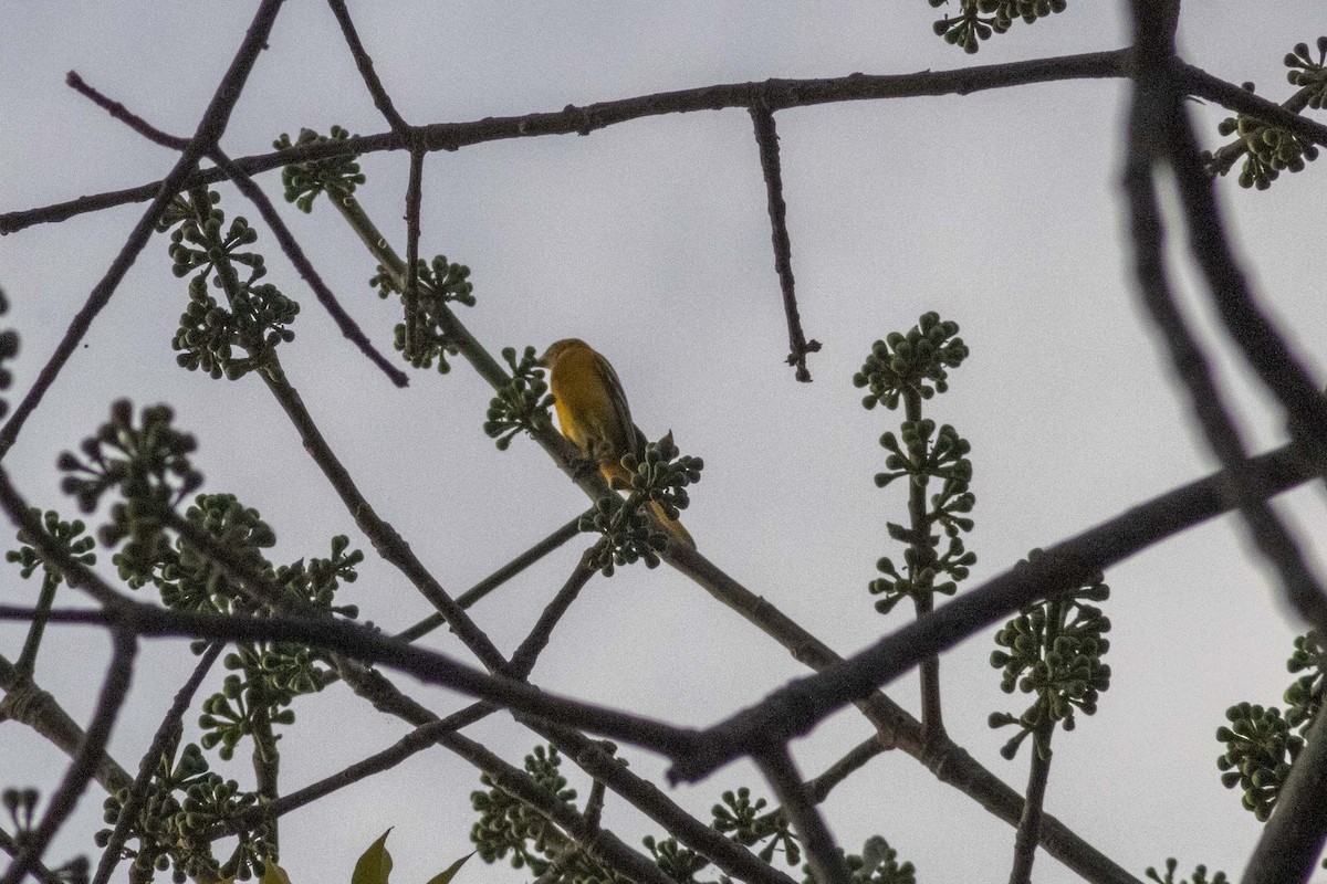 Orchard Oriole - Gustavo Jiménez