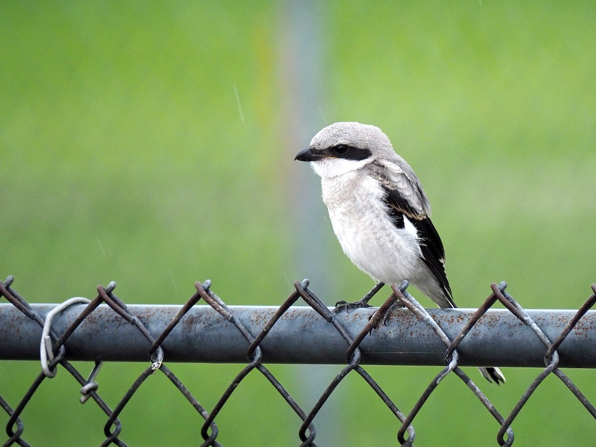 Loggerhead Shrike - ML619915284