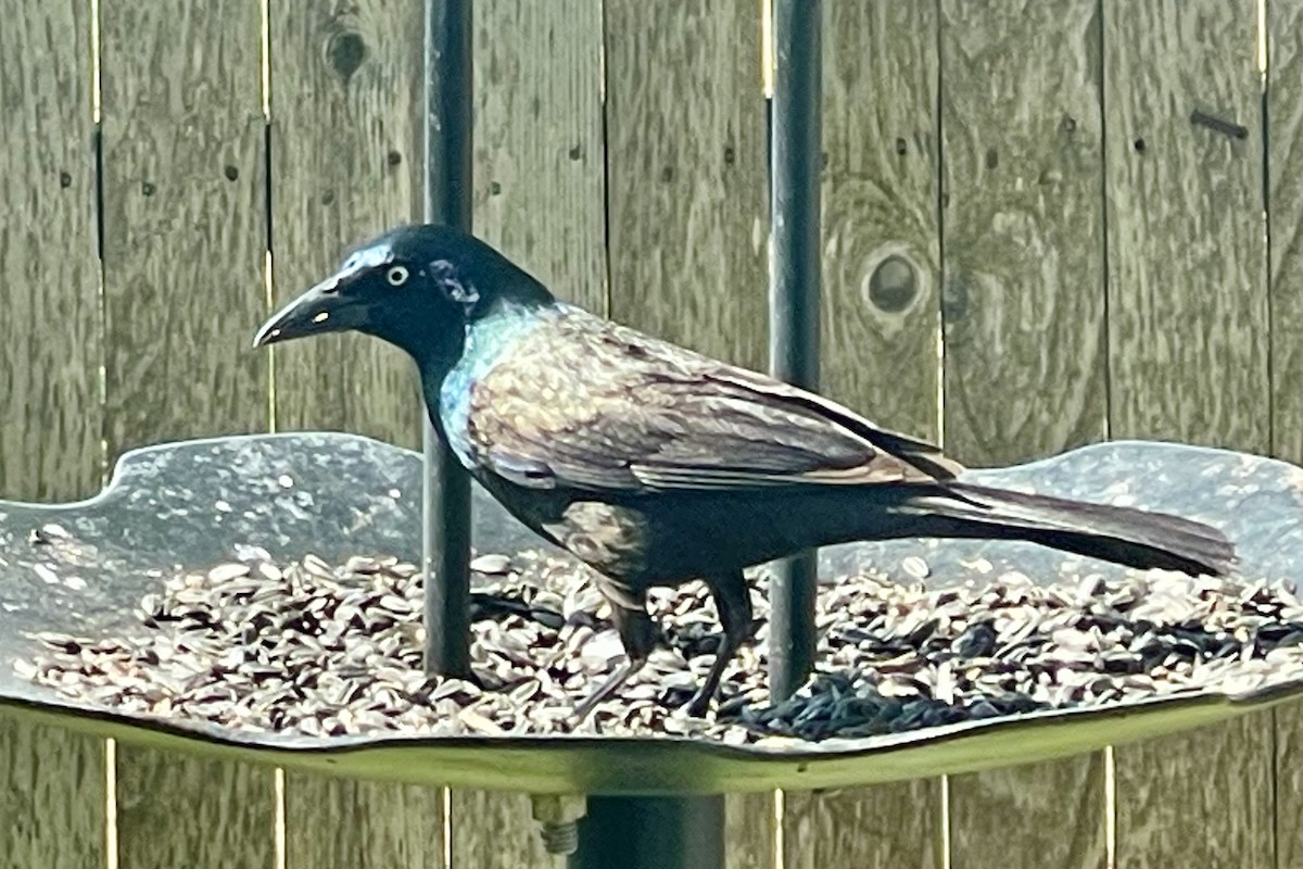 Common Grackle - ML619915287