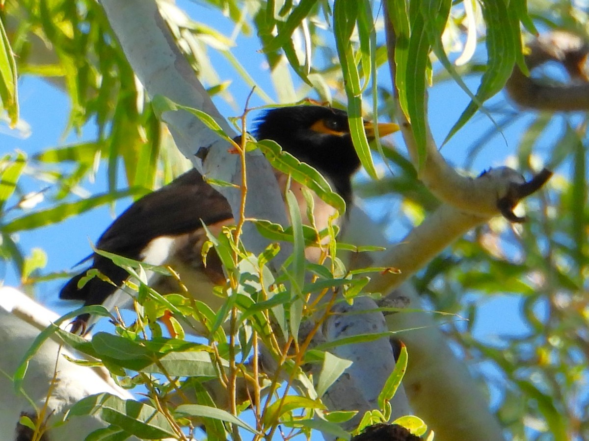 Common Myna - ML619915297