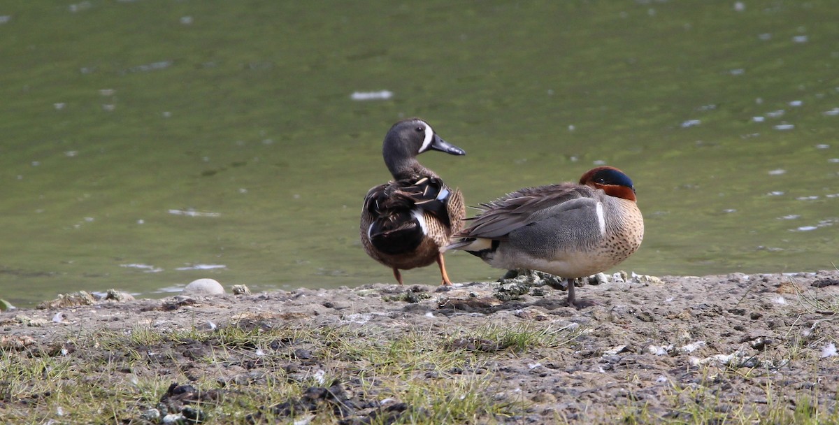 Blue-winged Teal - ML619915299