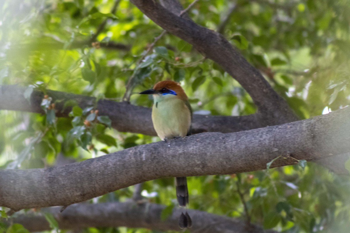 Russet-crowned Motmot - ML619915307