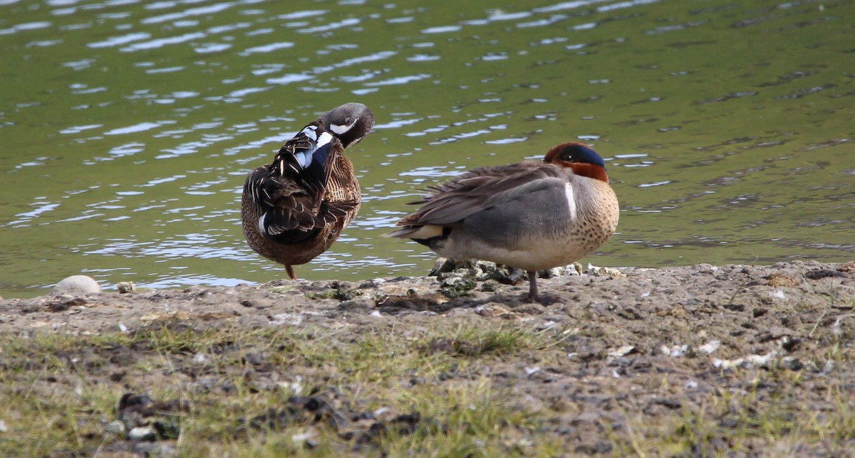 Green-winged Teal - ML619915321