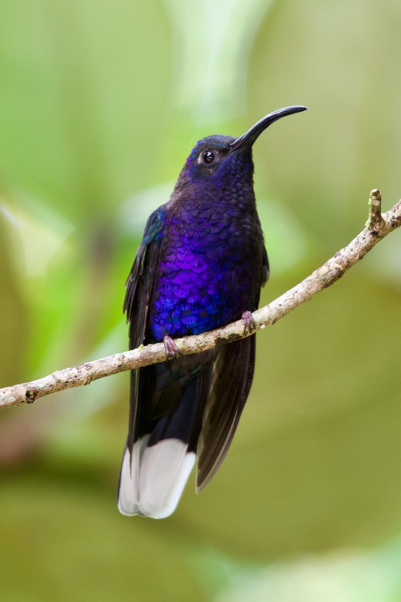 kolibřík fialkový - ML619915322