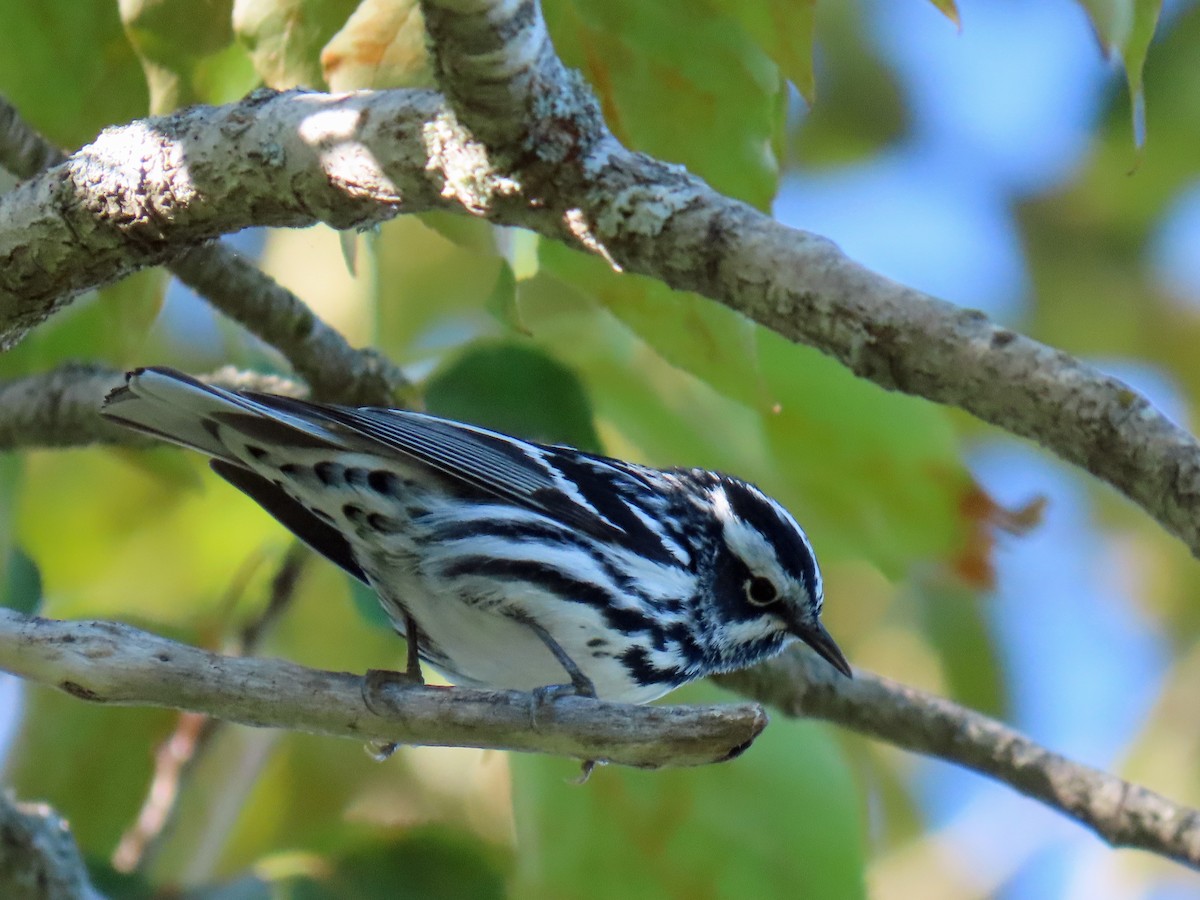 Black-and-white Warbler - ML619915326