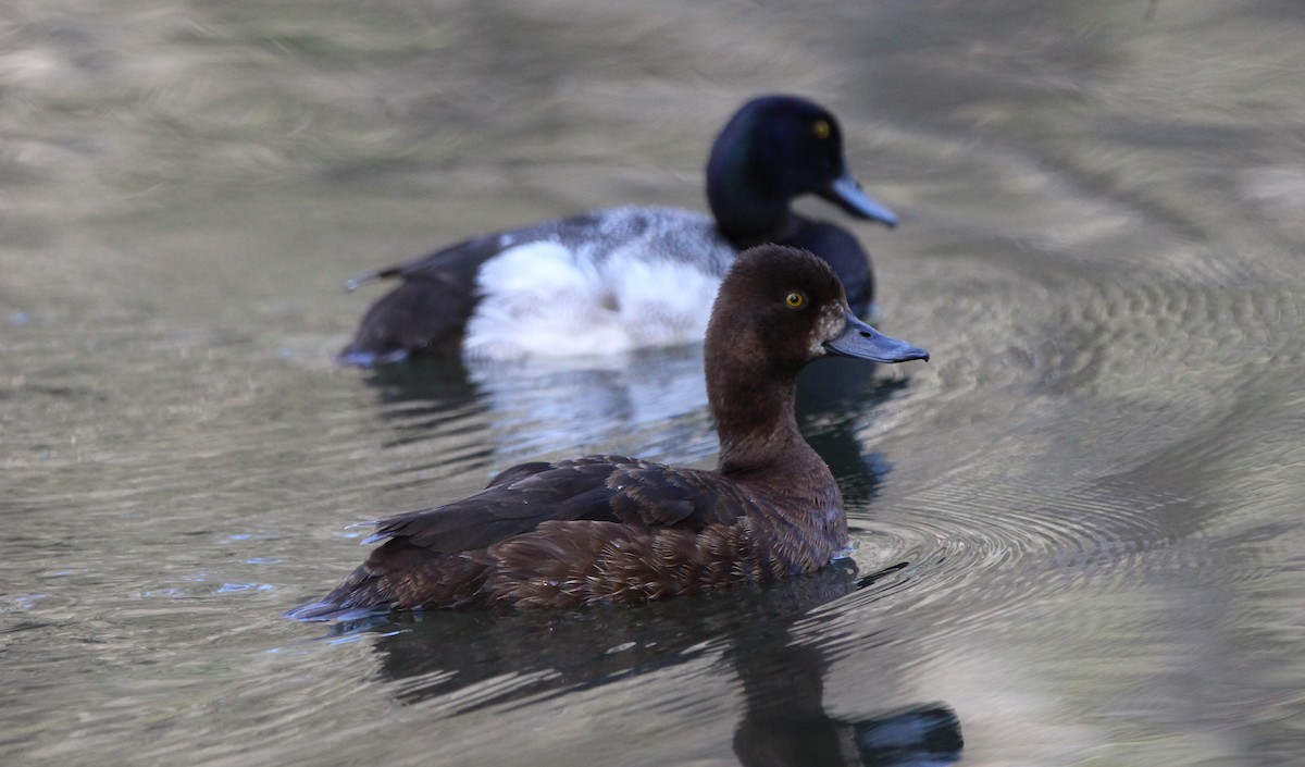 Lesser Scaup - ML619915328