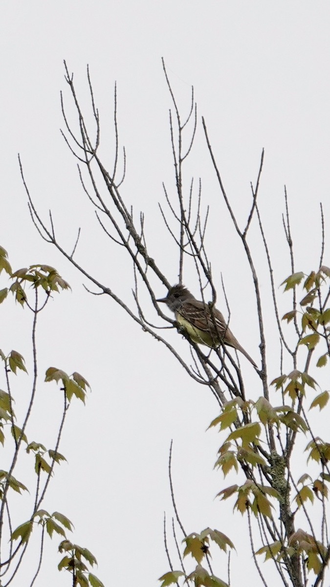 Great Crested Flycatcher - ML619915329