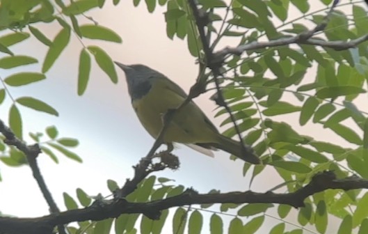 Mourning Warbler - ML619915337