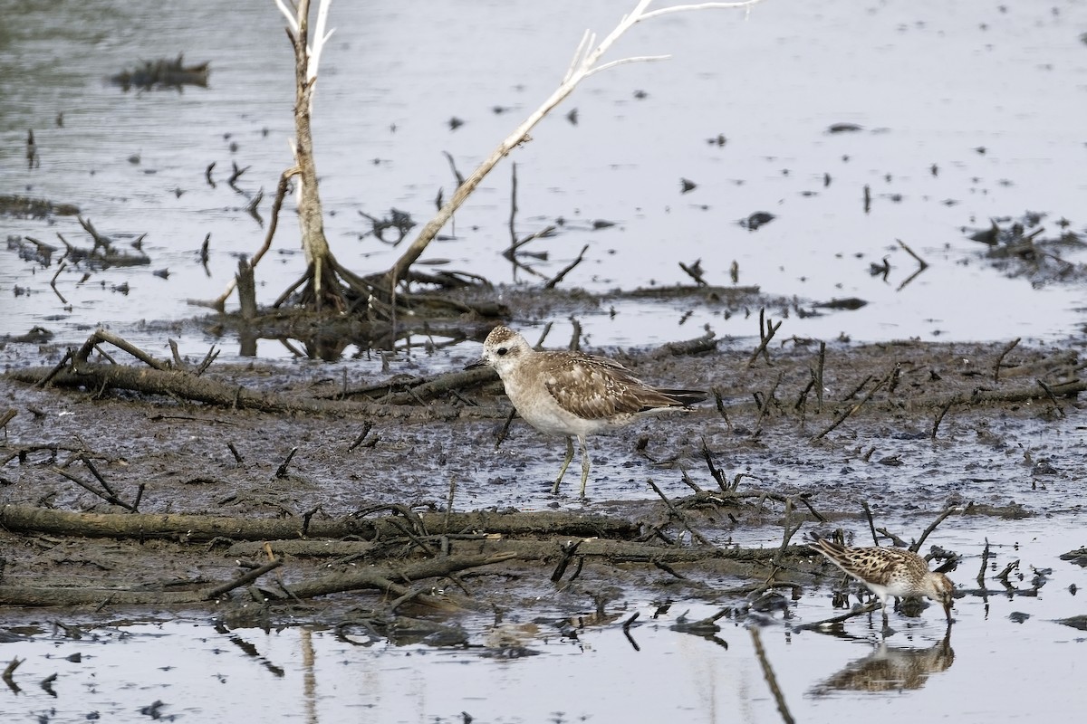 American Golden-Plover - ML619915346