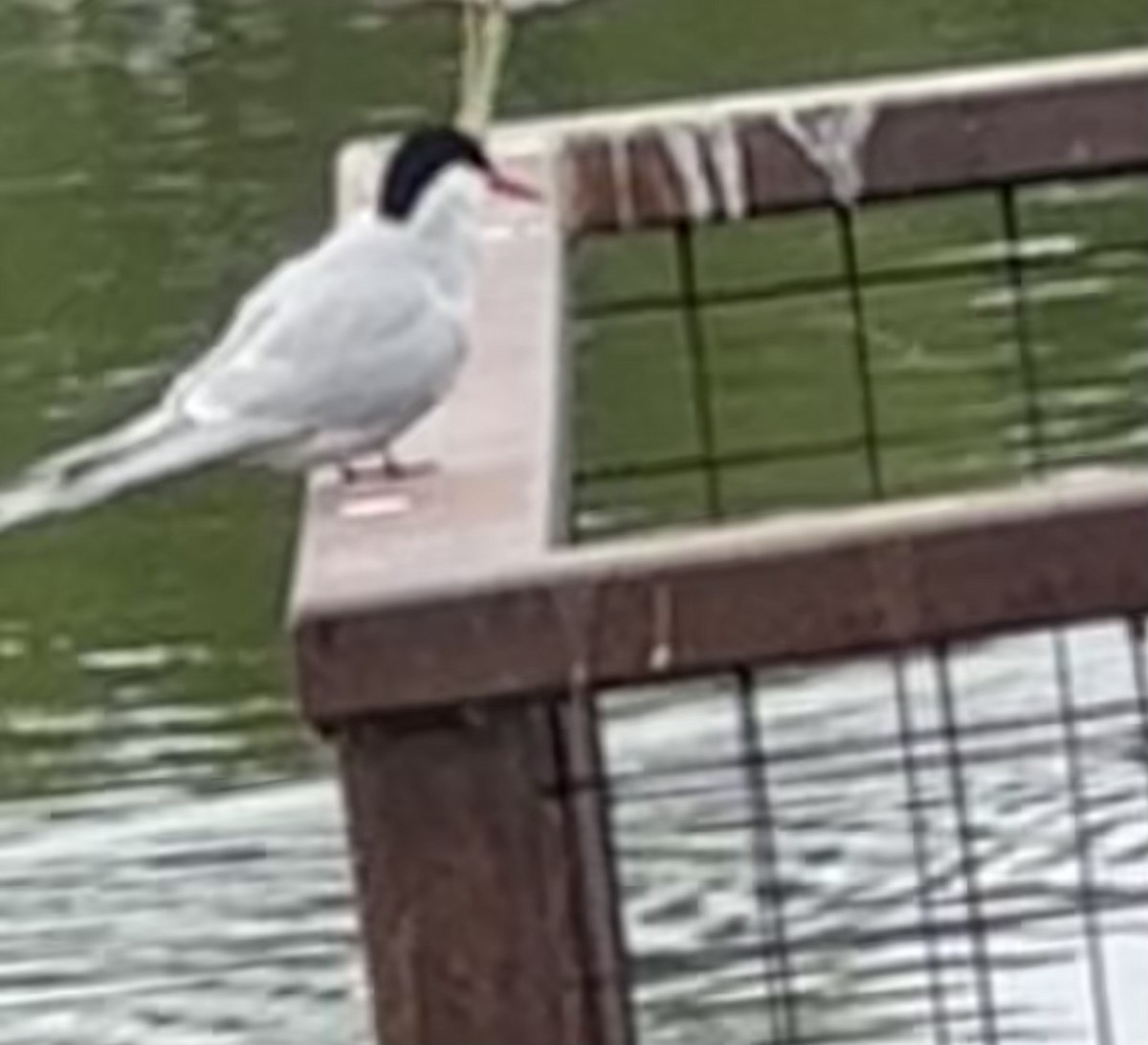 Arctic Tern - ML619915357