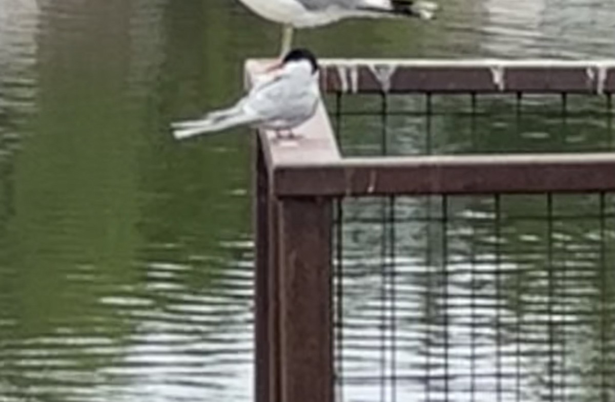 Arctic Tern - ML619915358