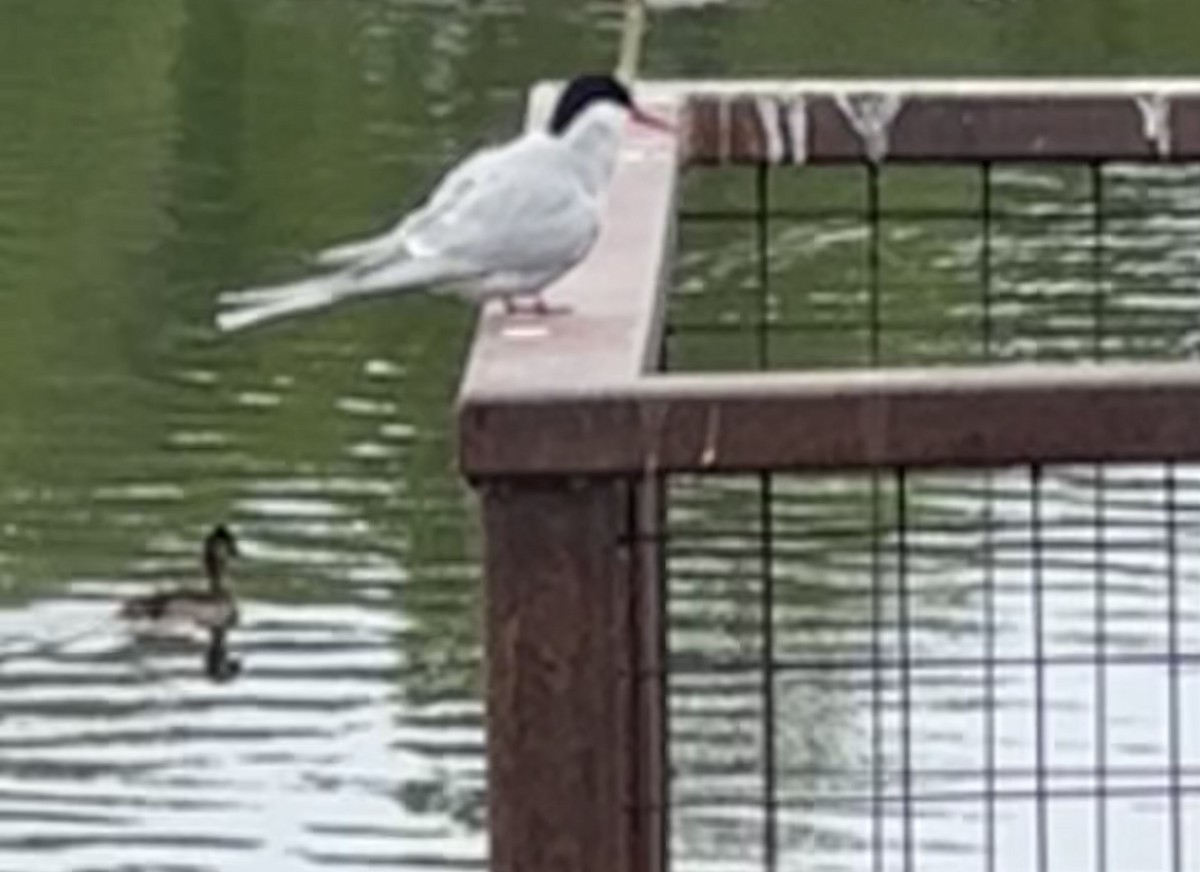 Arctic Tern - ML619915360