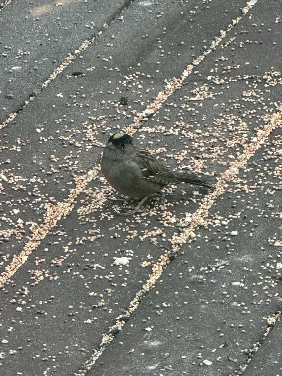 Golden-crowned Sparrow - ML619915367