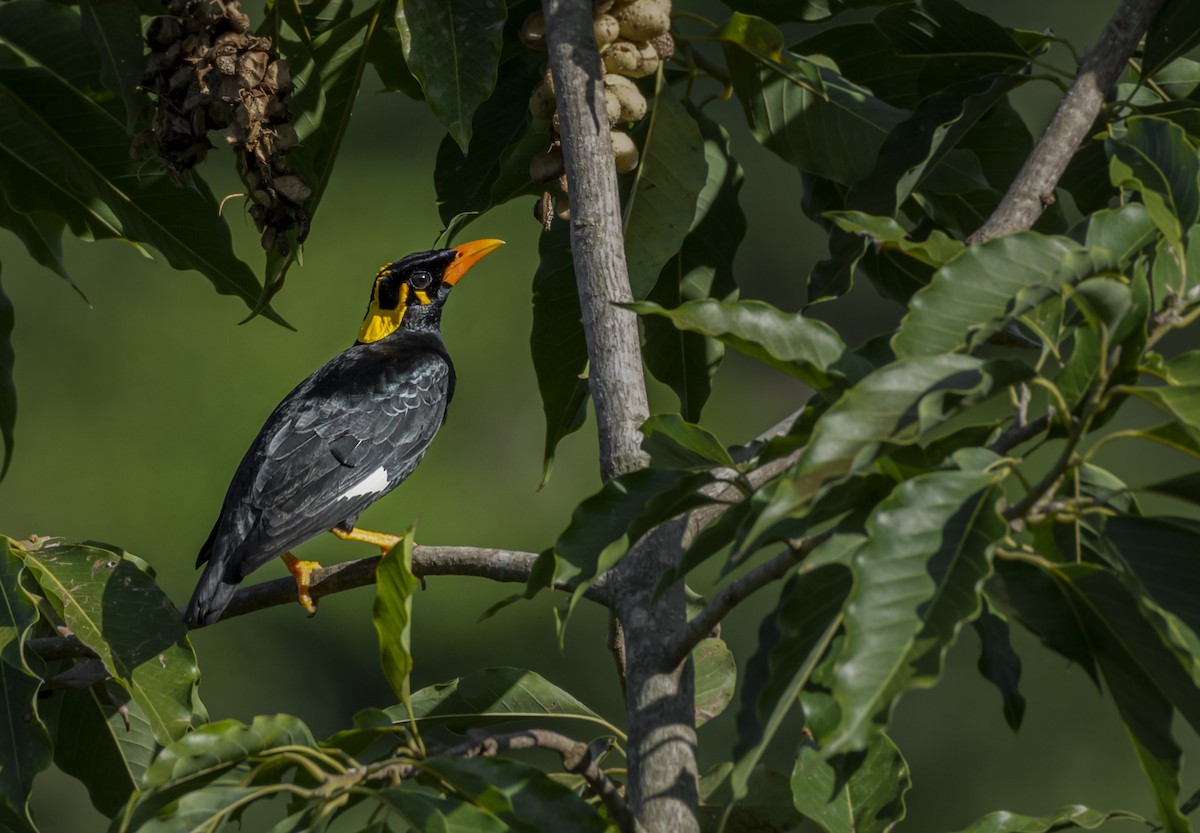 Southern Hill Myna - ML619915381