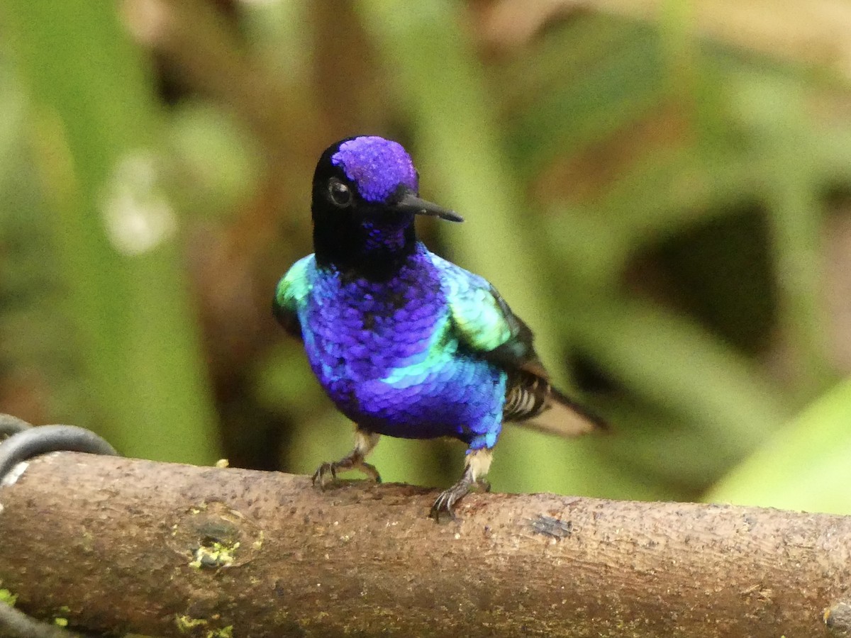 kolibřík hyacintový - ML619915395