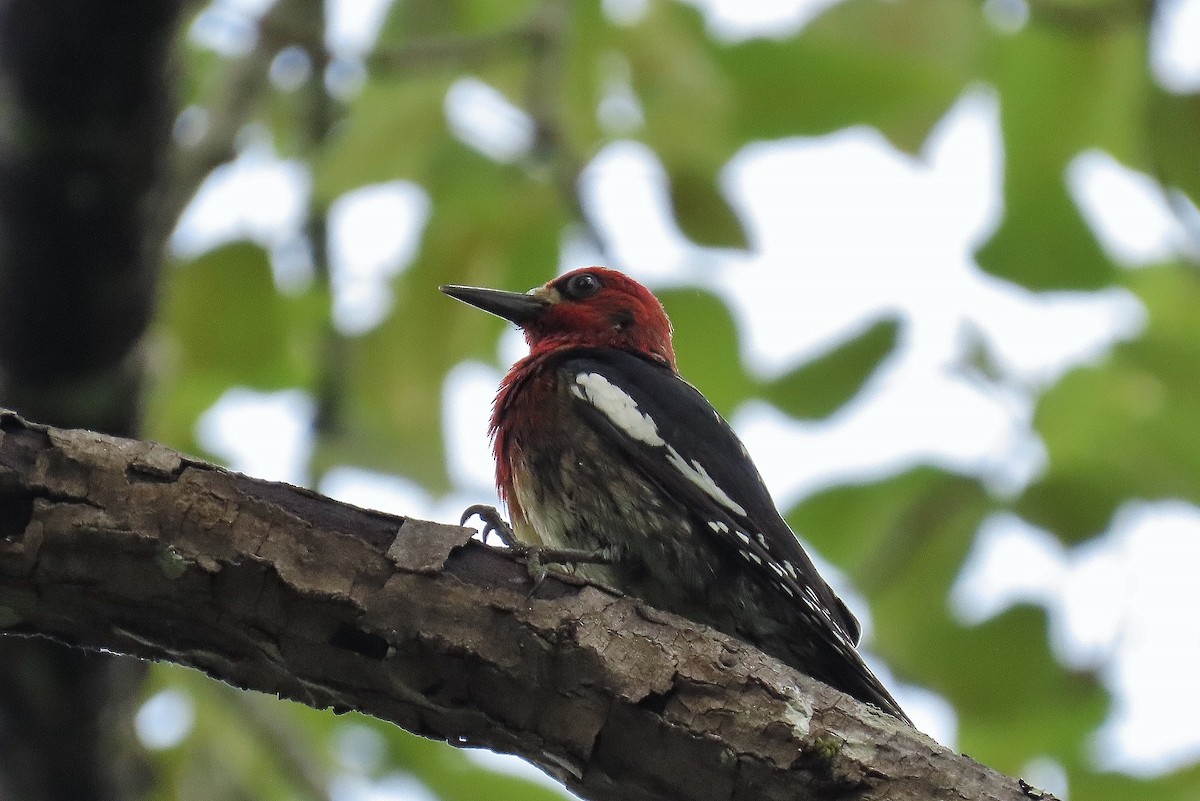 Red-breasted Sapsucker - ML619915399