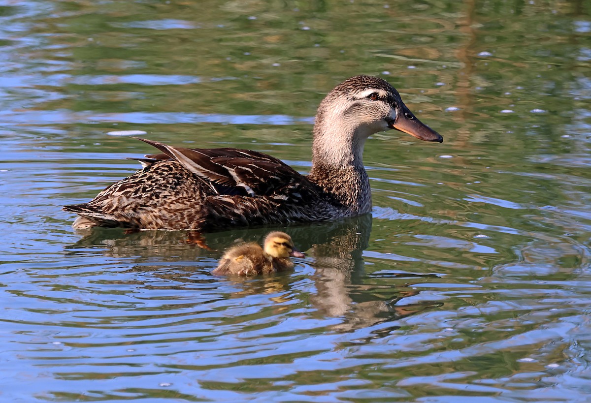 Mallard - ML619915408