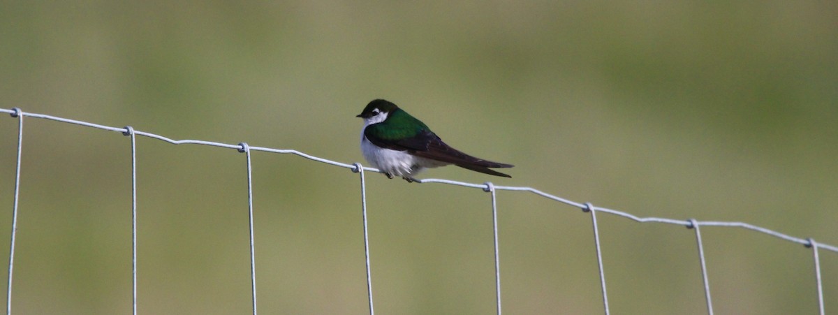 Violet-green Swallow - ML619915427