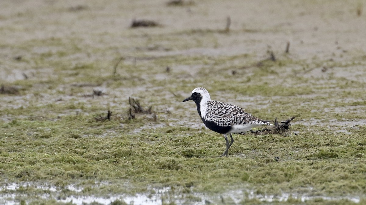 Black-bellied Plover - ML619915434