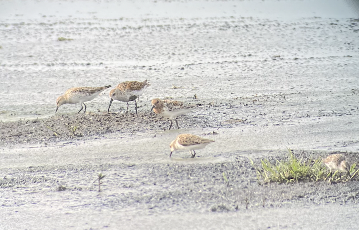 Sanderling - ML619915462