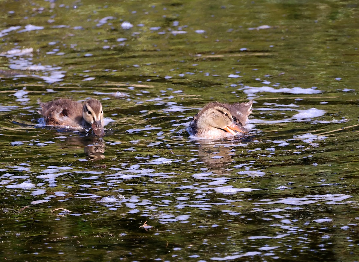 Mallard - ML619915496