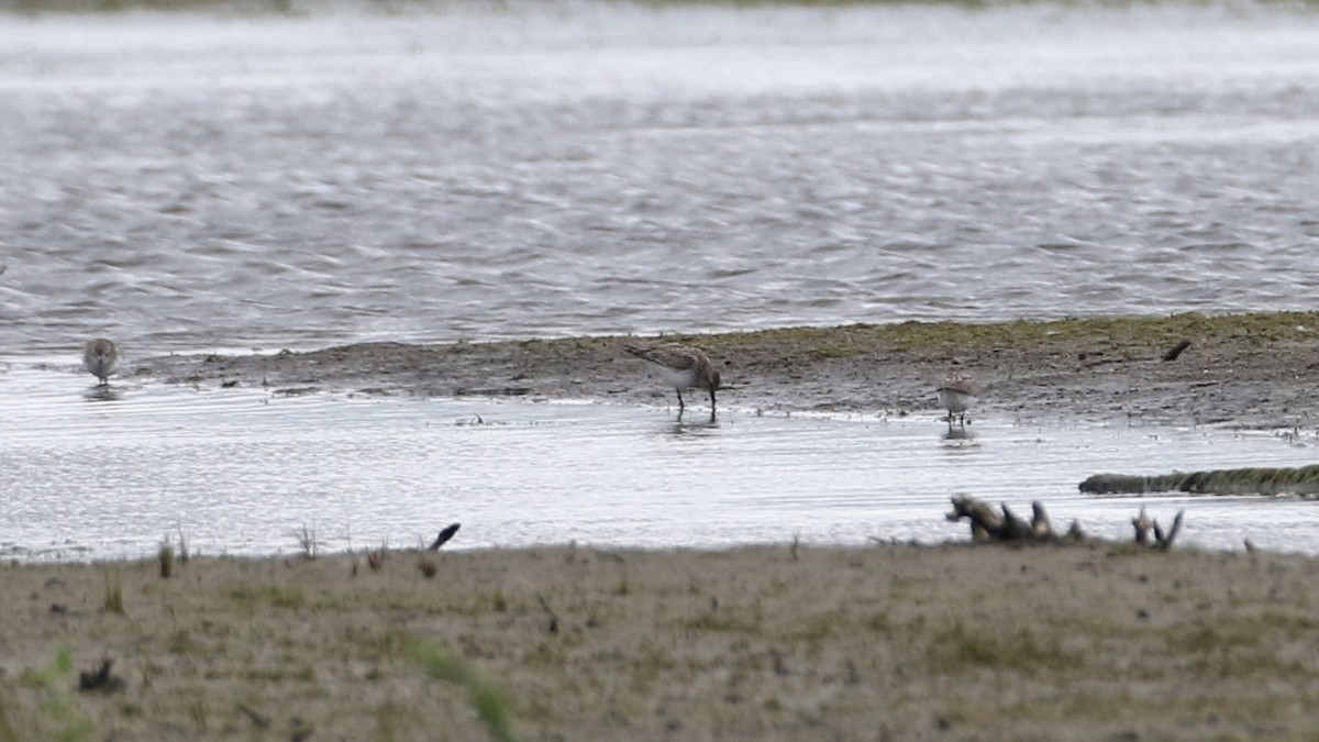 White-rumped Sandpiper - ML619915497