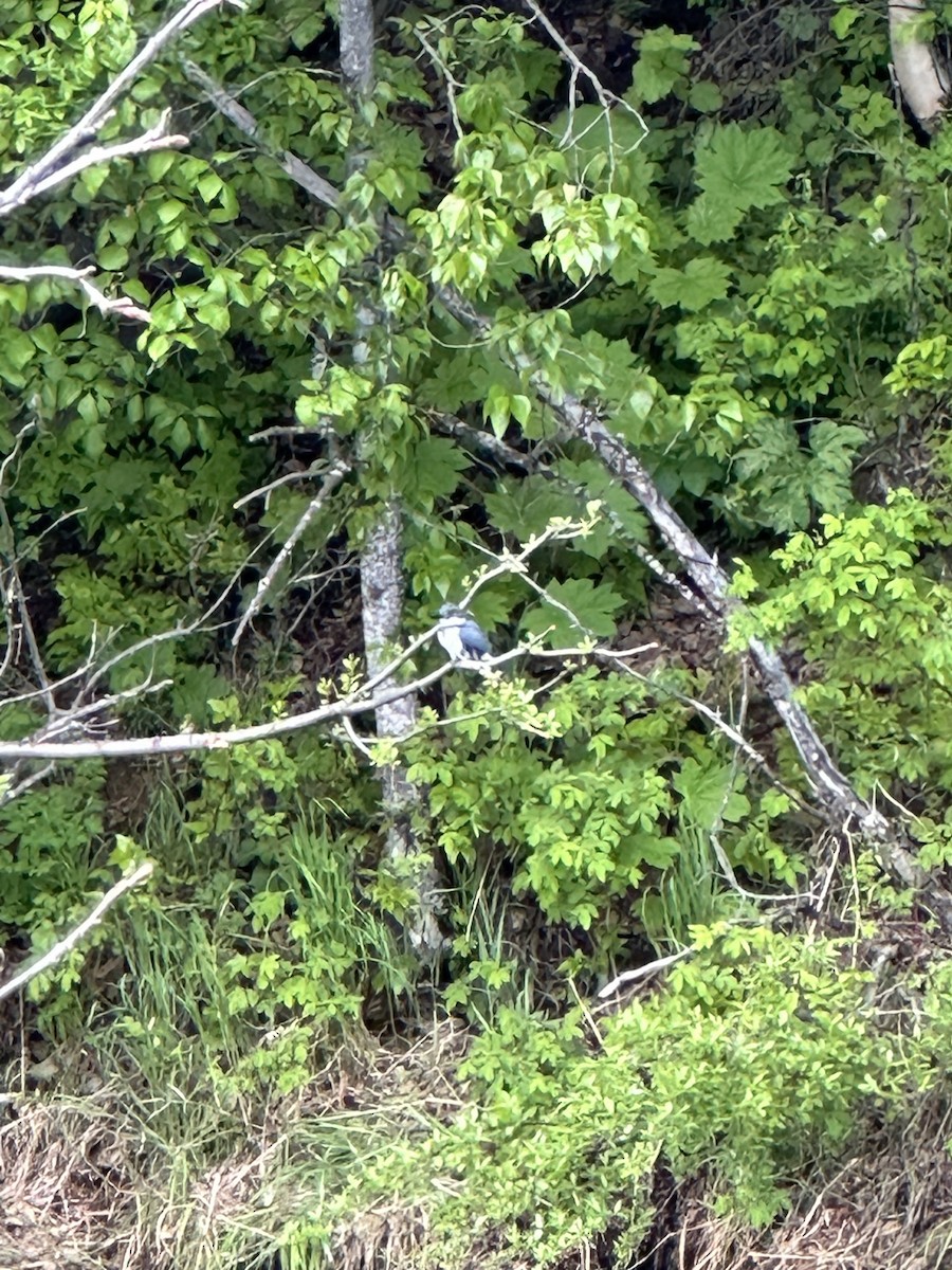 Belted Kingfisher - ML619915516