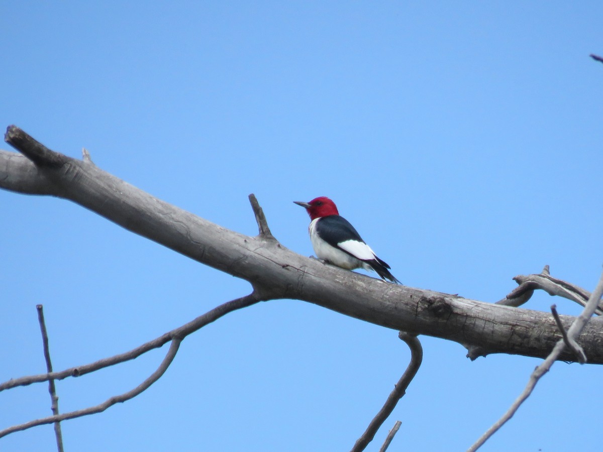 Red-headed Woodpecker - ML619915529