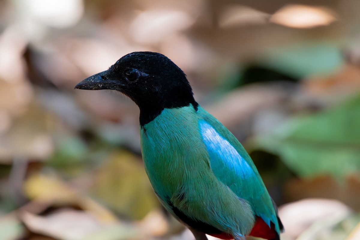 Western Hooded Pitta - ML619915535