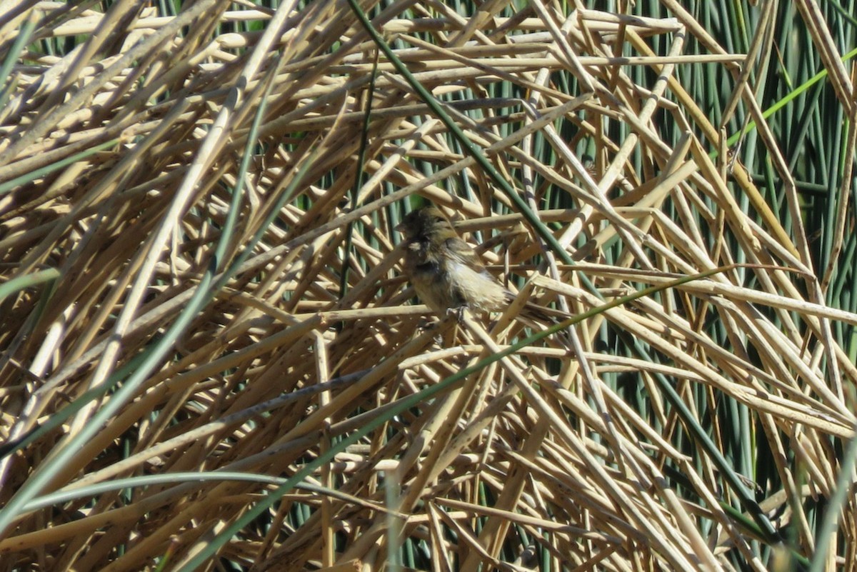 Lazuli Bunting - ML619915549