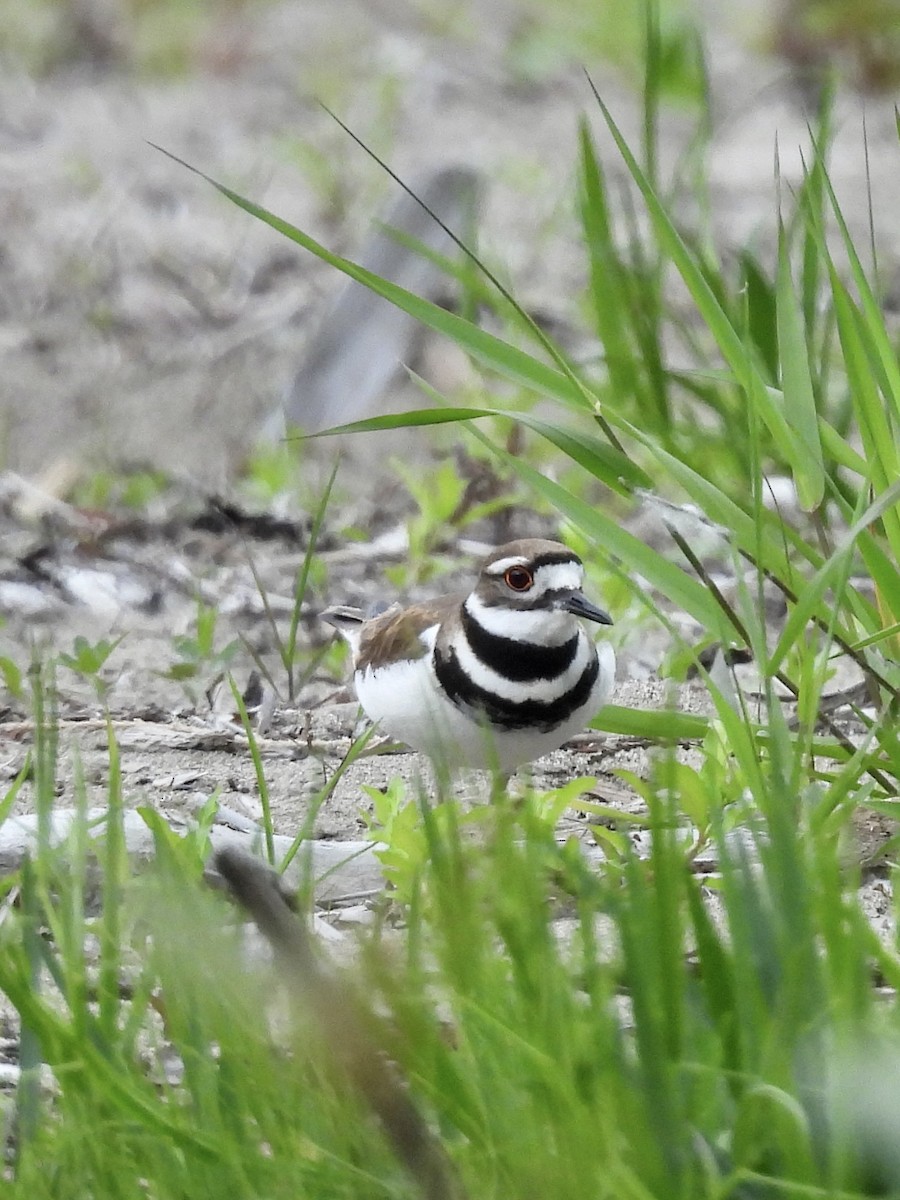 Killdeer - ML619915555