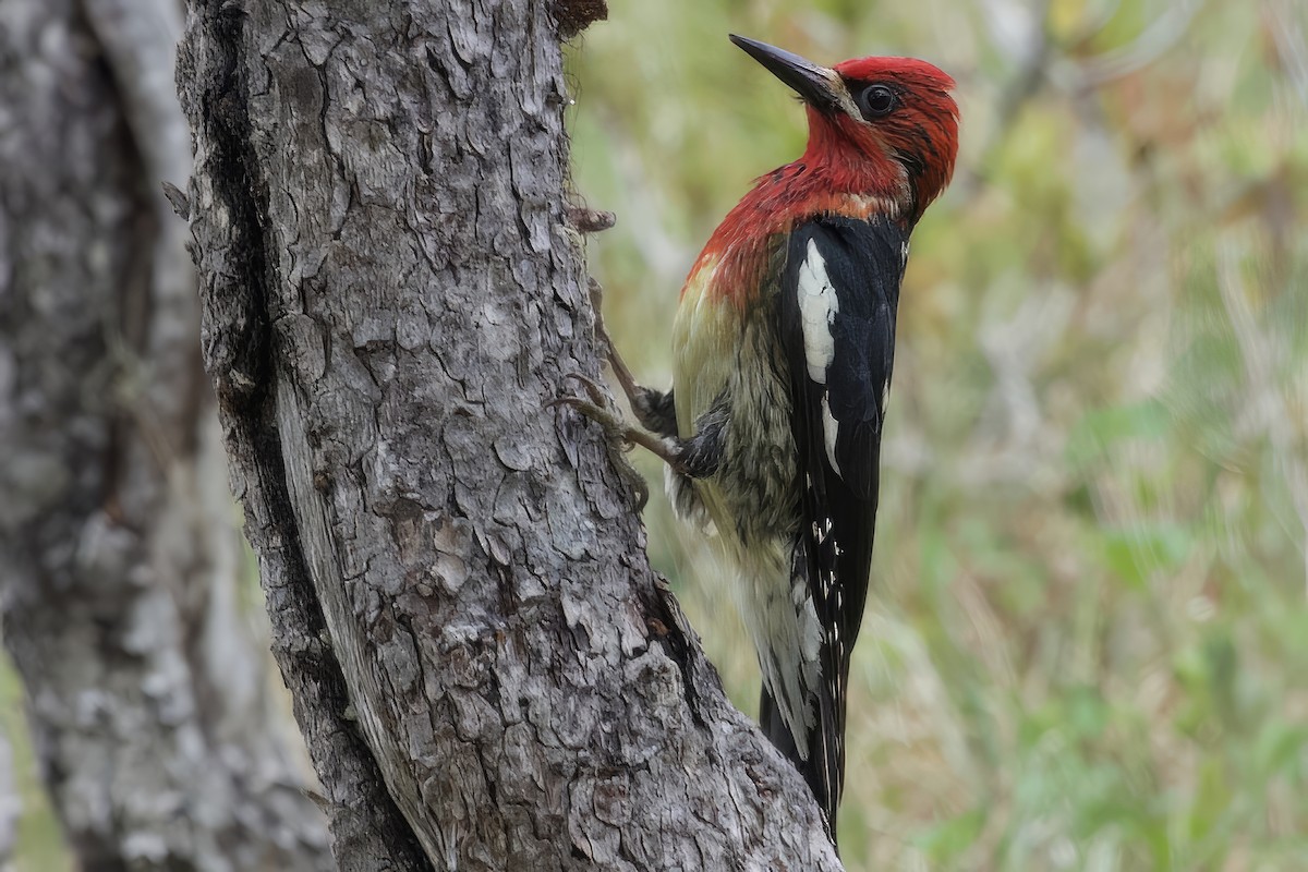 Red-breasted Sapsucker - ML619915562