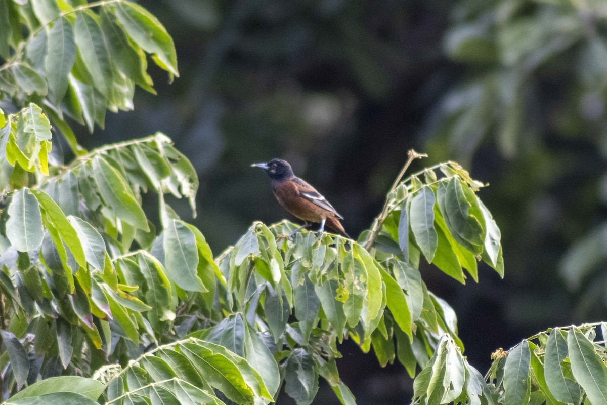 Orchard Oriole - ML619915565