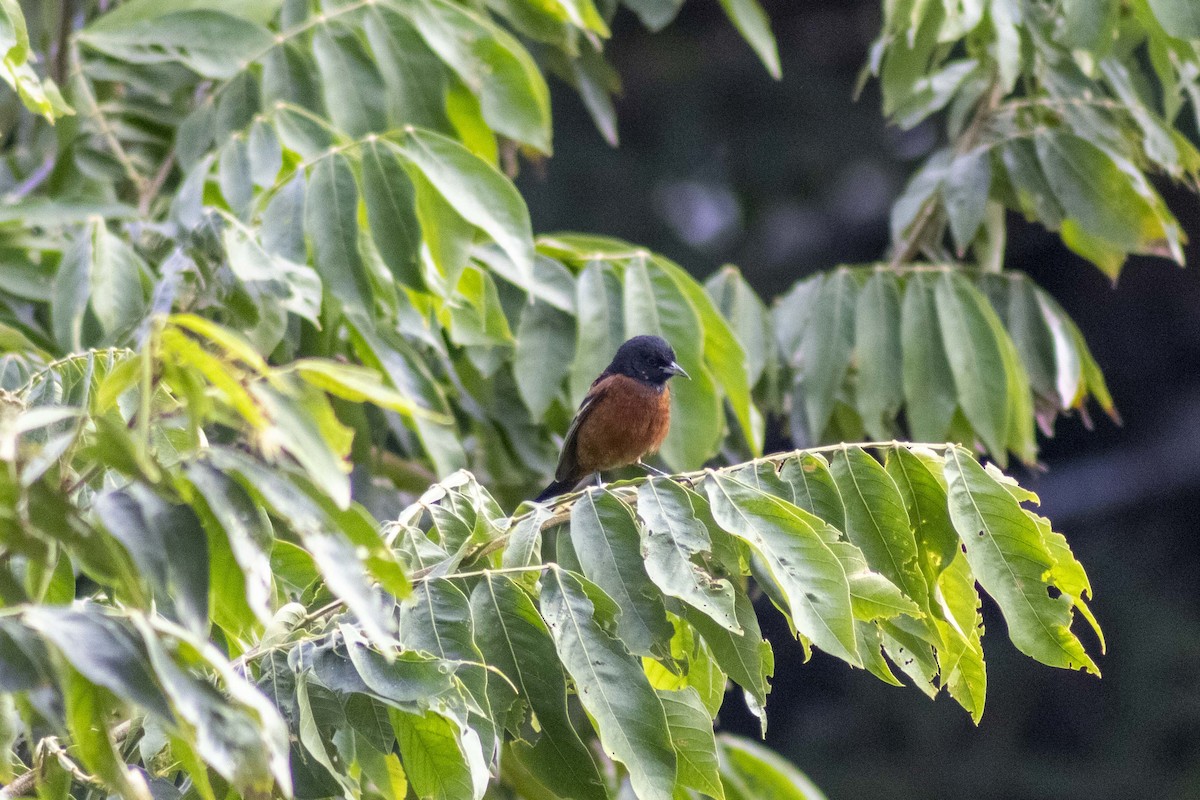 Orchard Oriole - ML619915566