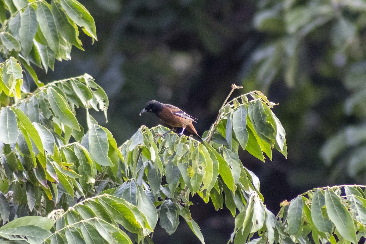 Orchard Oriole - ML619915567