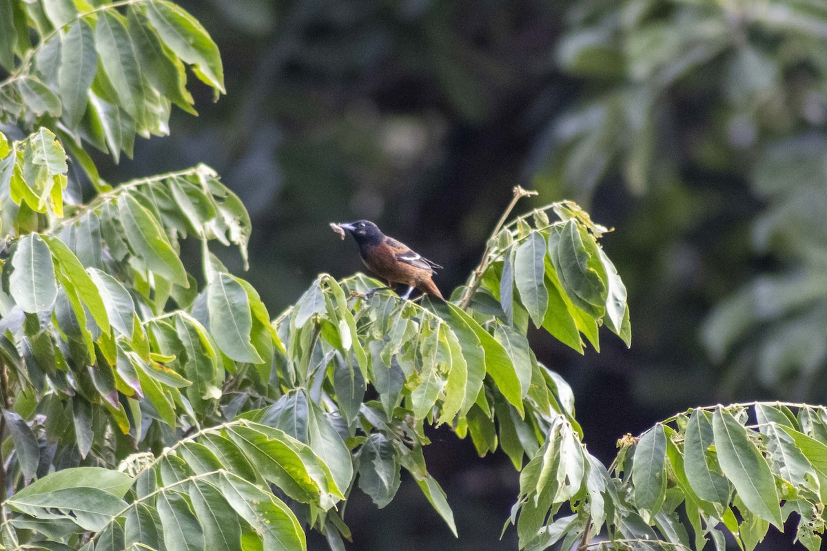 Orchard Oriole - ML619915568