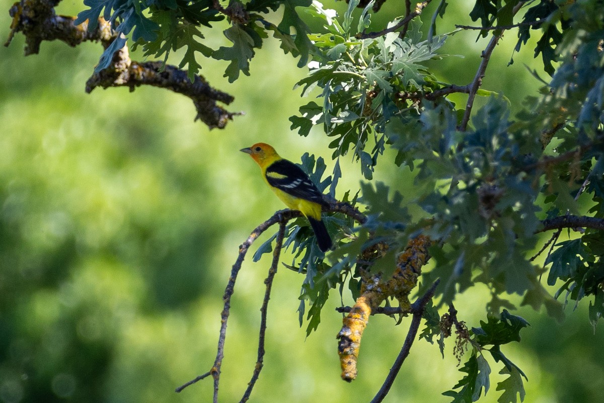 Western Tanager - ML619915572