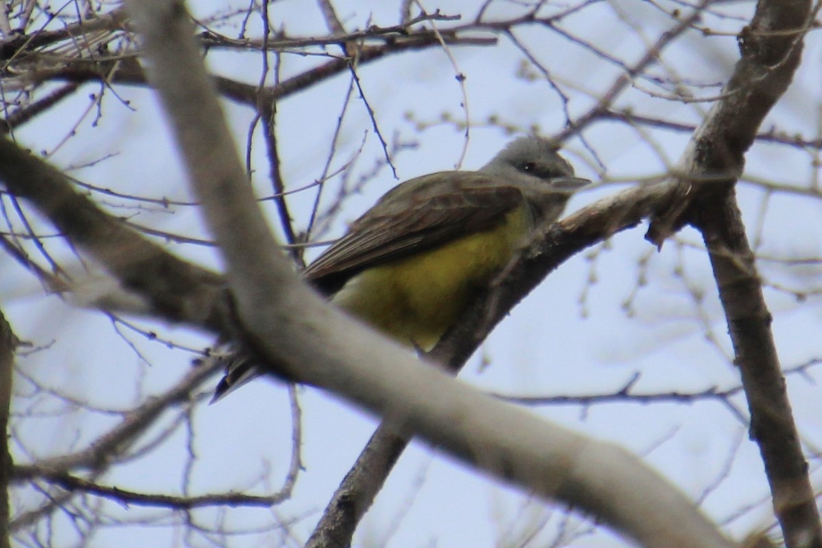 Western Kingbird - ML619915591