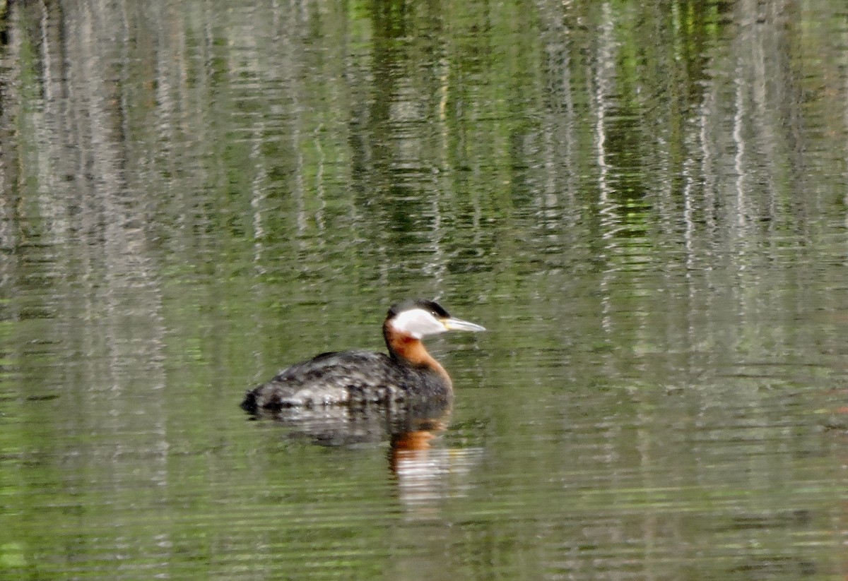 Red-necked Grebe - ML619915609