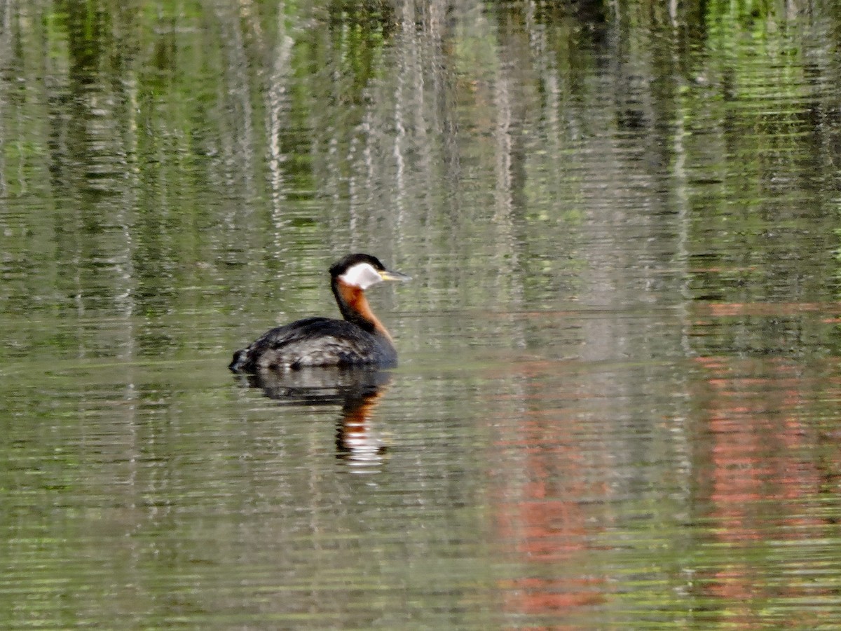 Red-necked Grebe - ML619915610